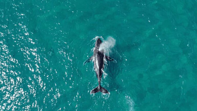 01 Ilhabela registra primeiro avistamento de baleia jubarte na costa brasileira em 2026 – Paulo Stefani