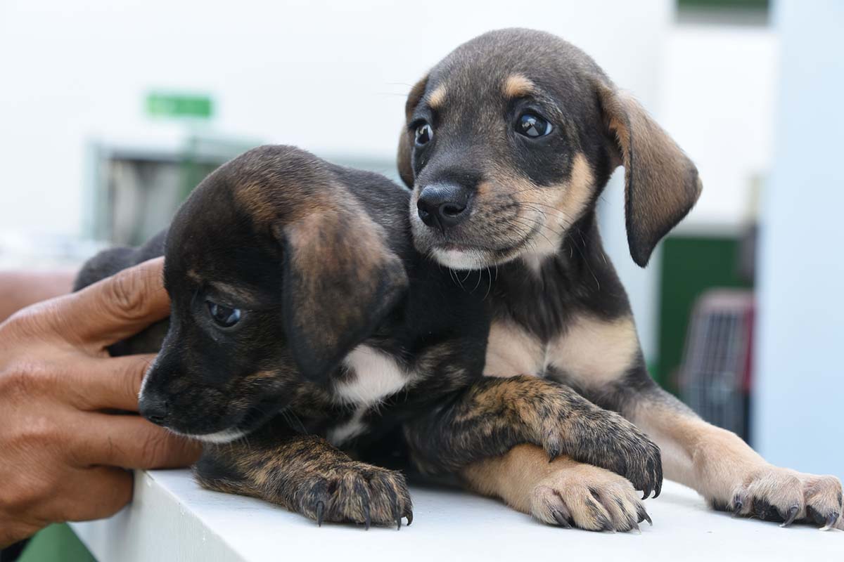 Prefeitura de Ilhabela leva mutirão de castração de cães e gatos ao Bonete e Castelhanos copiar